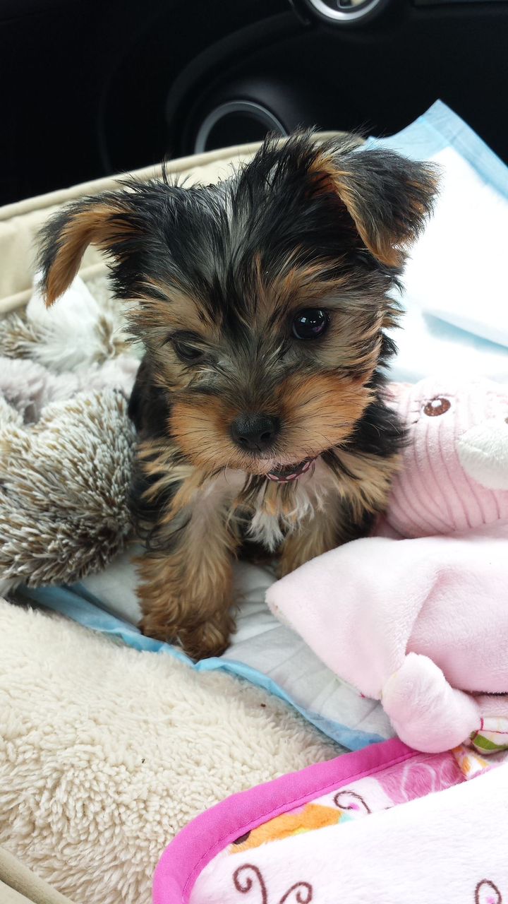 Yorkshire Terrier buster