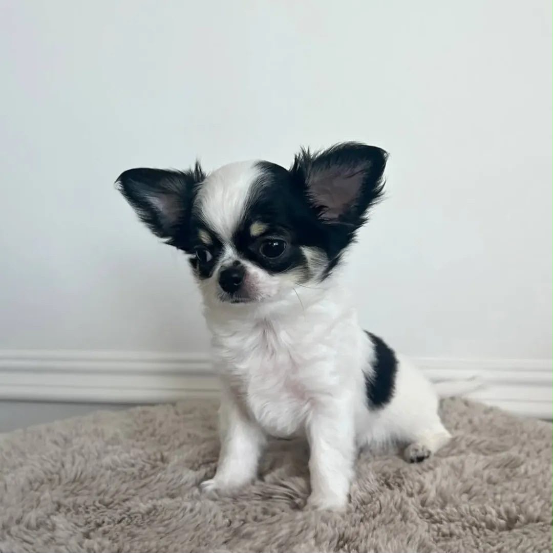 Yorkshire Terrier Sadie