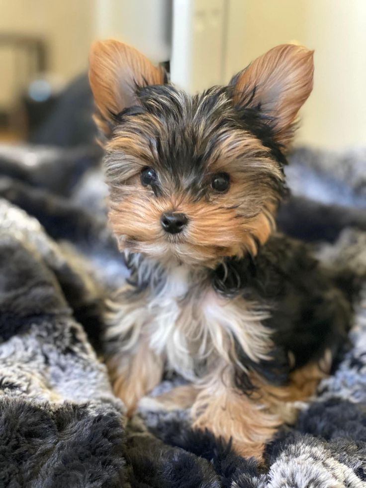 Rescue Dog Story