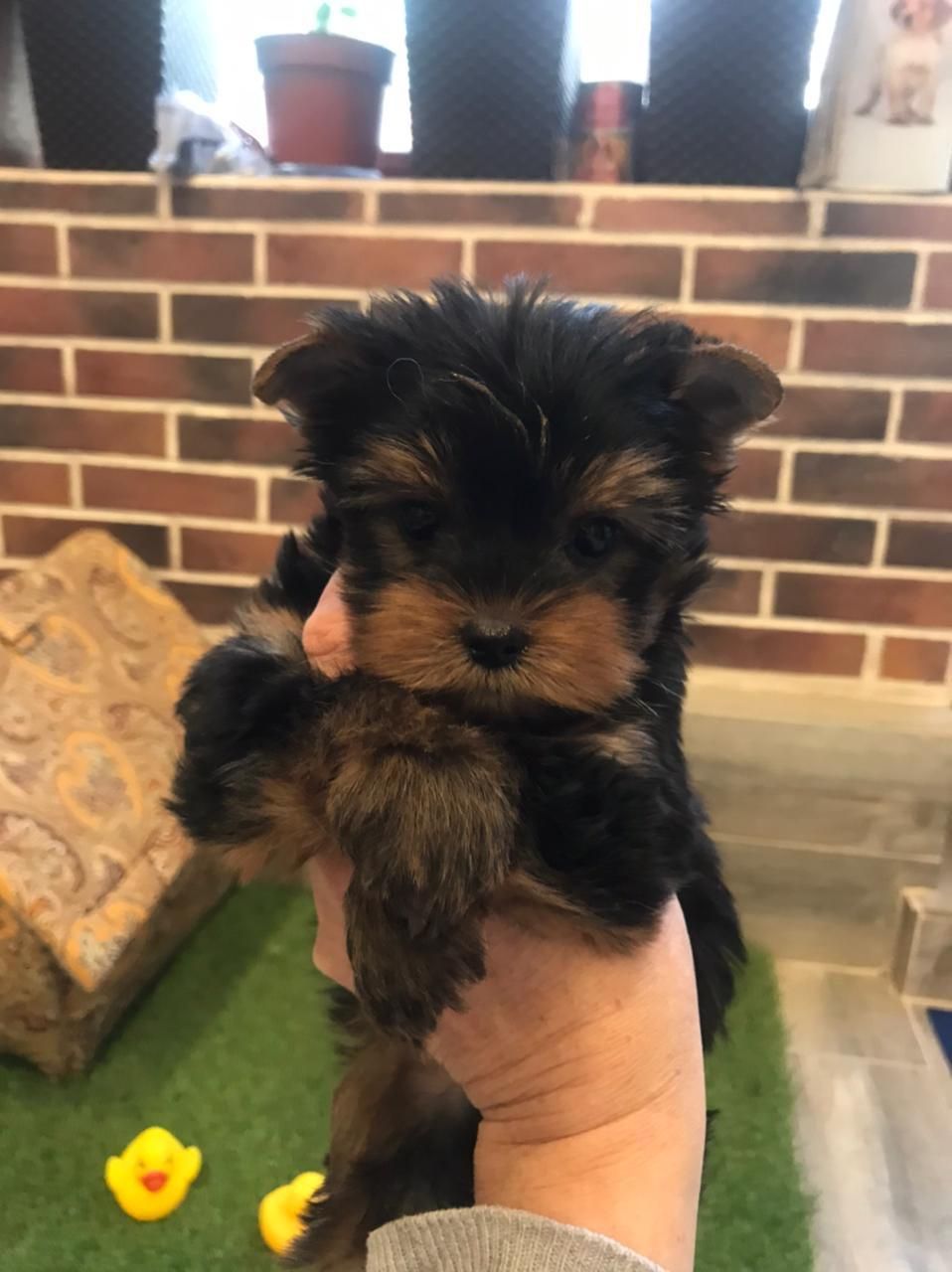 Yorkshire Terrier Lola